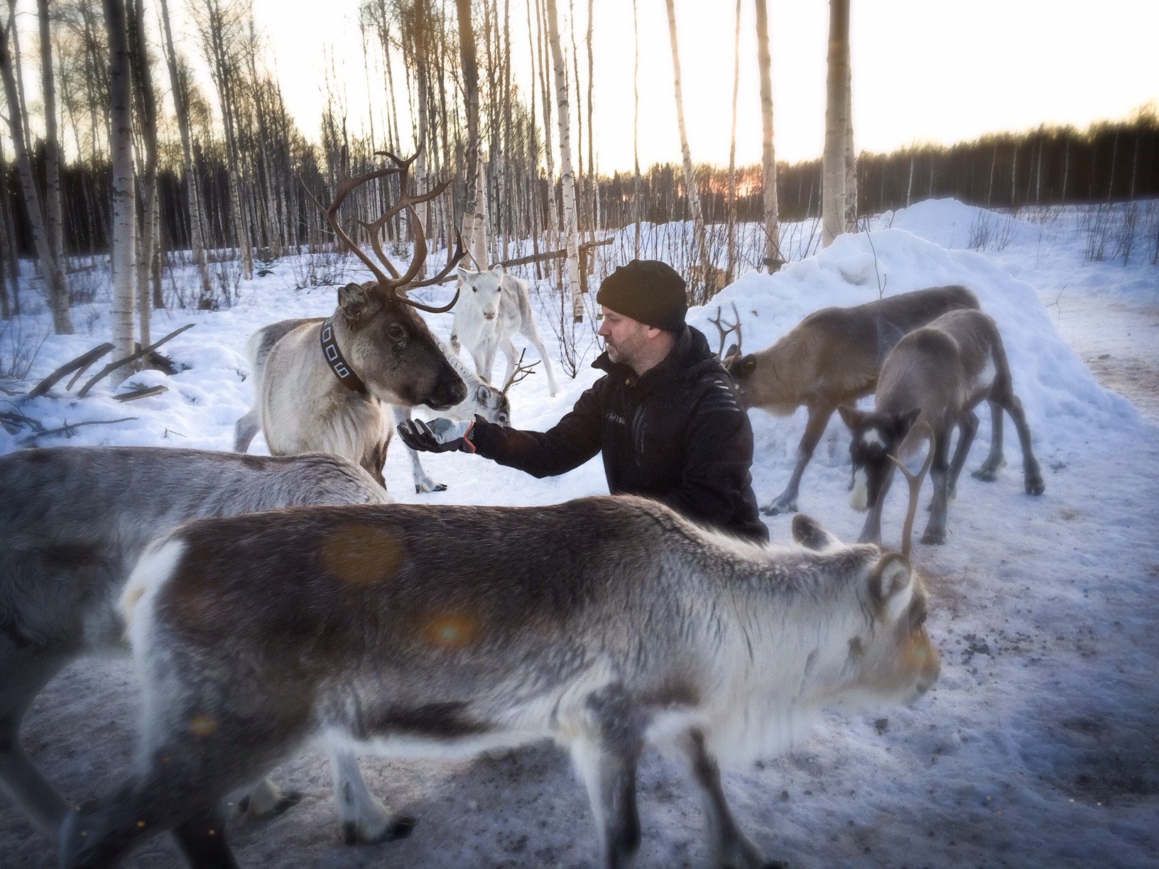 Reindeers at Cape Wild