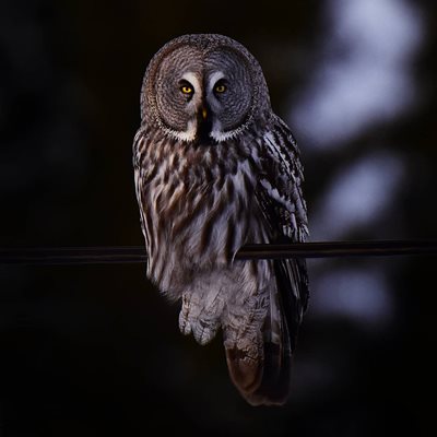Owl sighting in Luleå