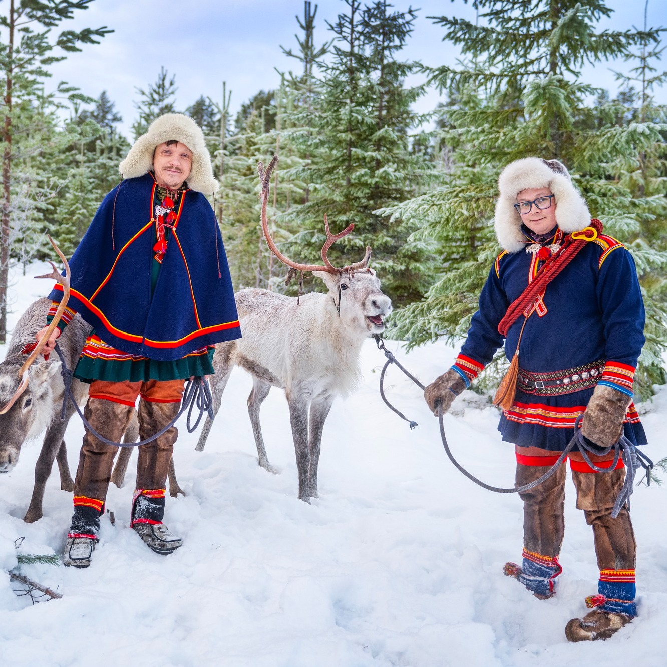 Sami Reindeer 3