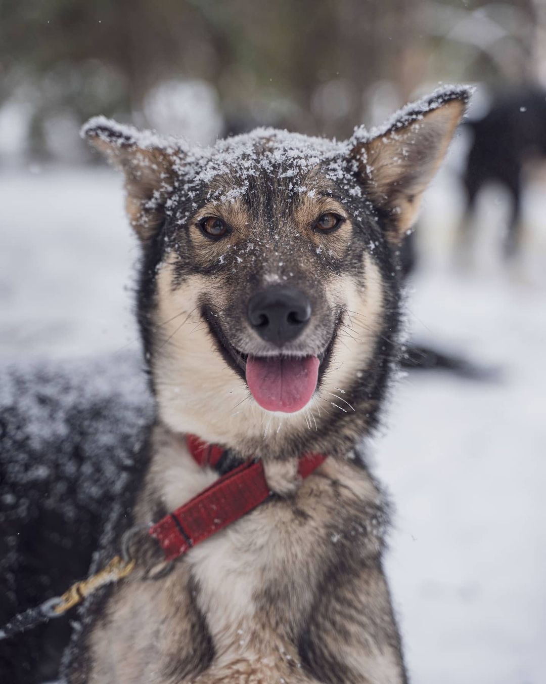 Cute, snowy dog at Northern Soul Journeys