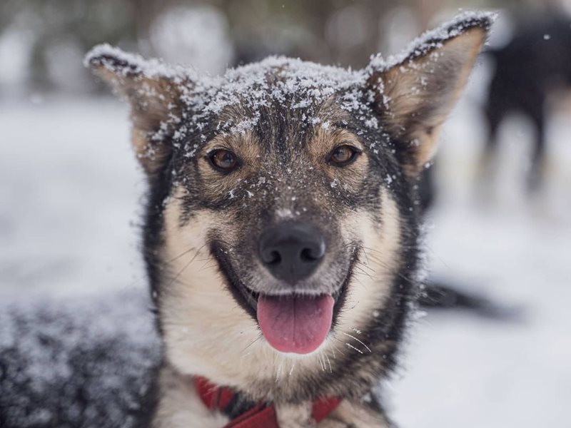 Cute, snowy dog at Northern Soul Journeys