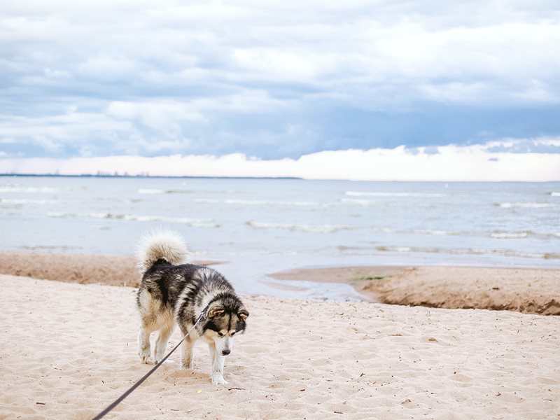 Strand Hund