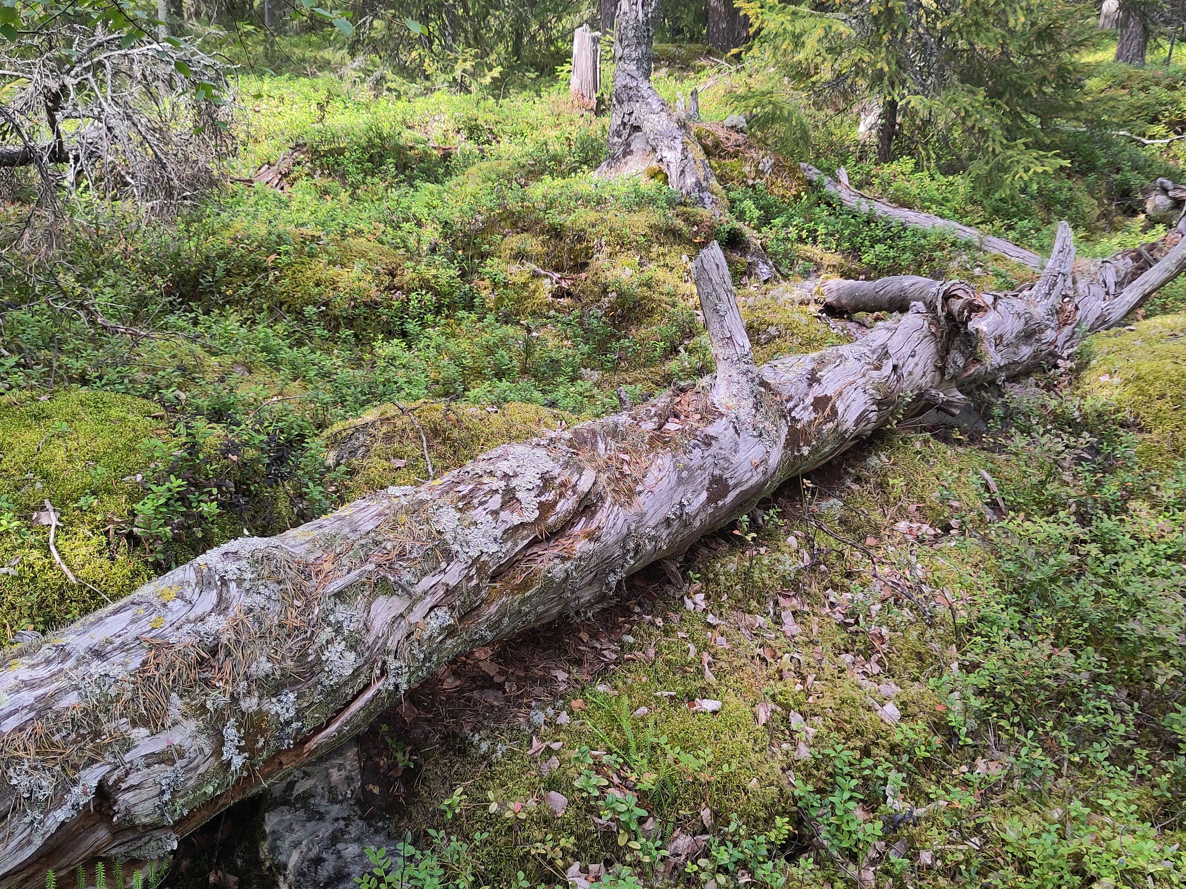 Naturskog vid Storskrattmyran, Hertsölandet