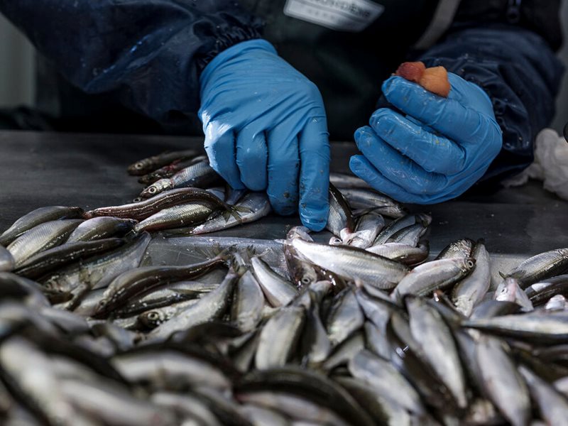 Junköfiskarna is famous for their bleak roe