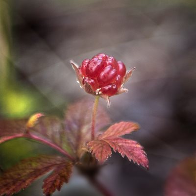 Berries in Luleå