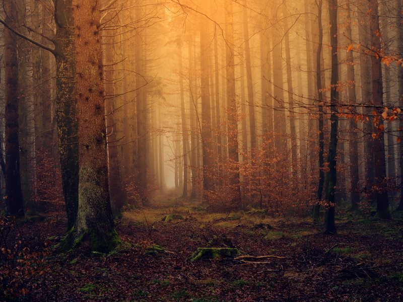 Skog Höst