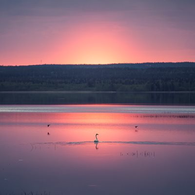 Swan lake in Luleå