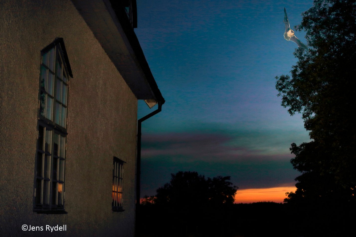 Fladdermus i skymningen 