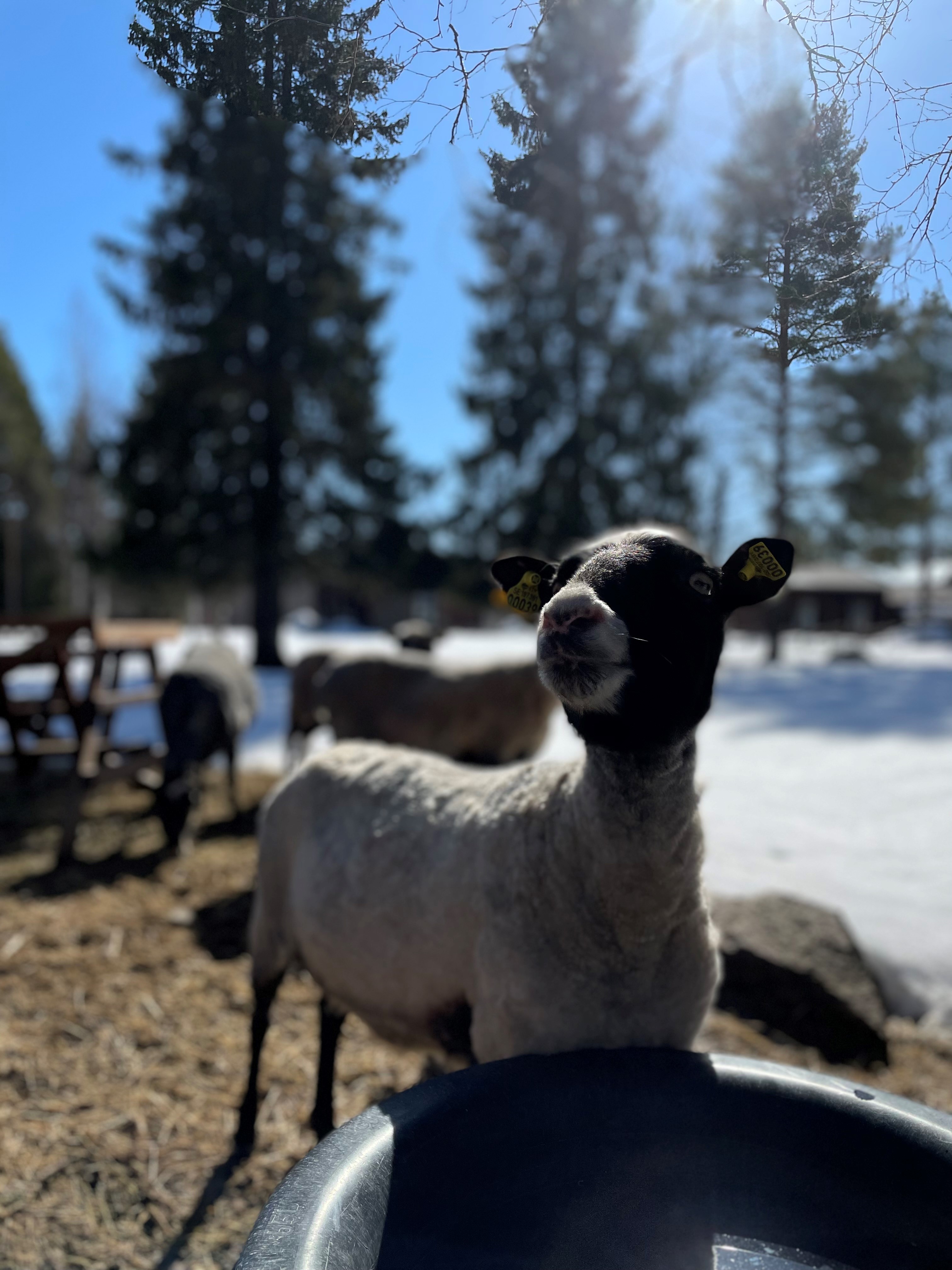 Fåren Helena Holm Hägnan 2022 12221