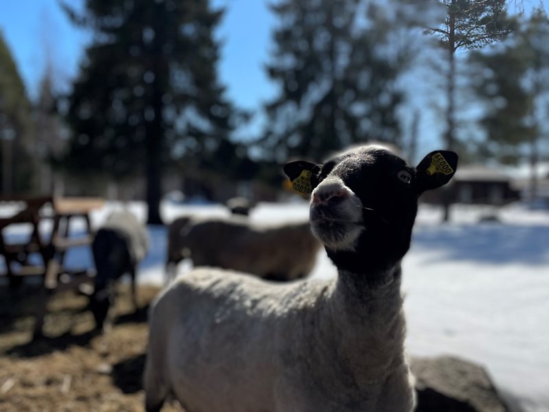 Fåren Helena Holm Hägnan 2022 12221