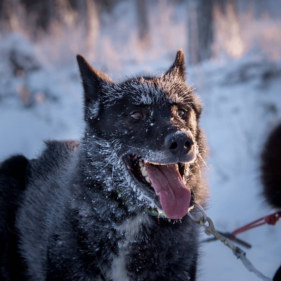Snowy friend at Yellow Snow Husky Tours