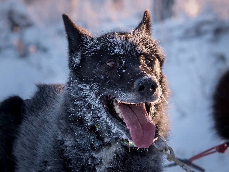 Snowy friend at Yellow Snow Husky Tours
