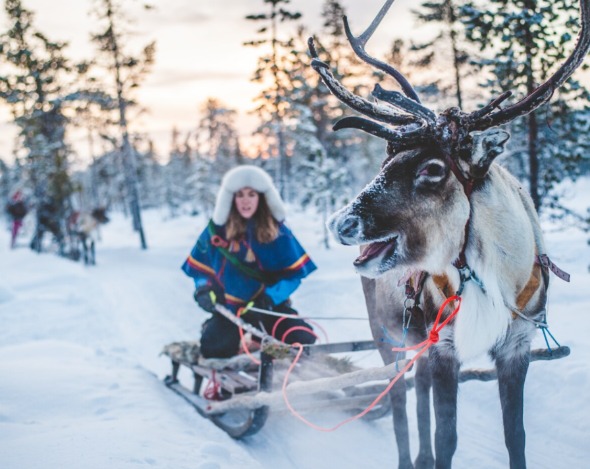 Sami Reindeer 5