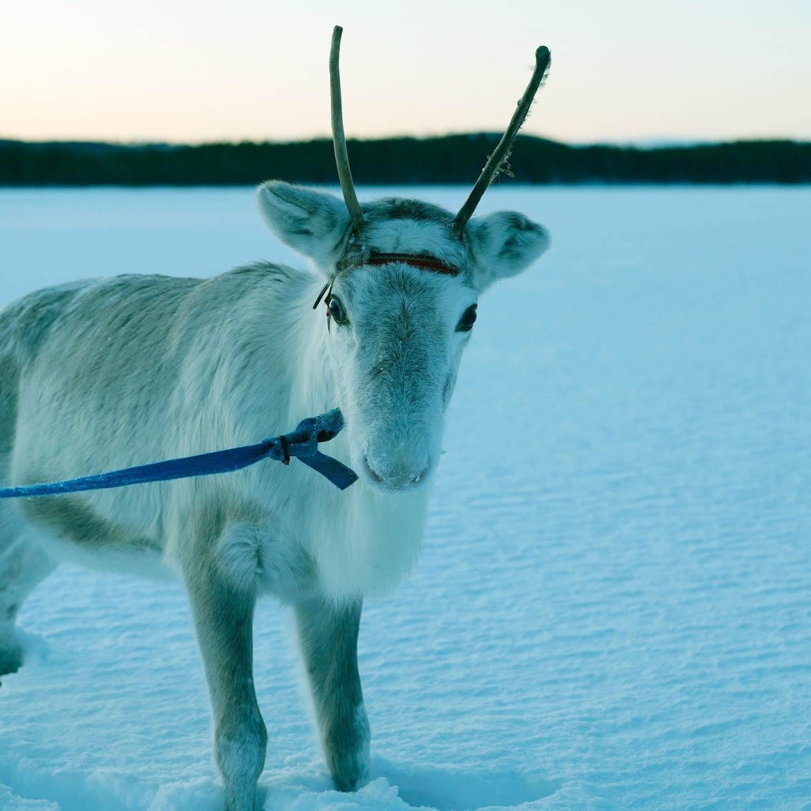 Sami Reindeer 4