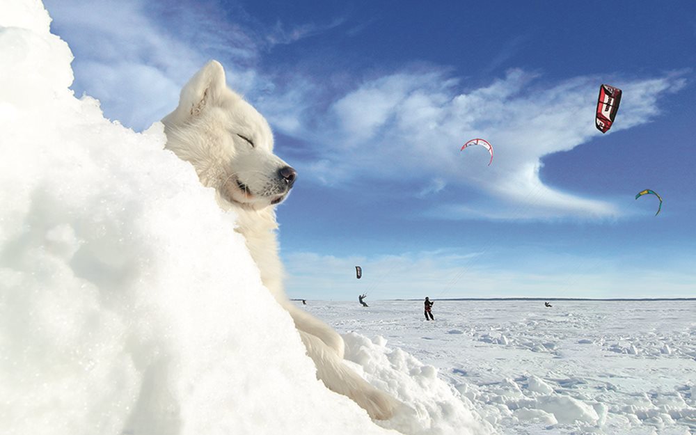 Hund Kite Lule Bild