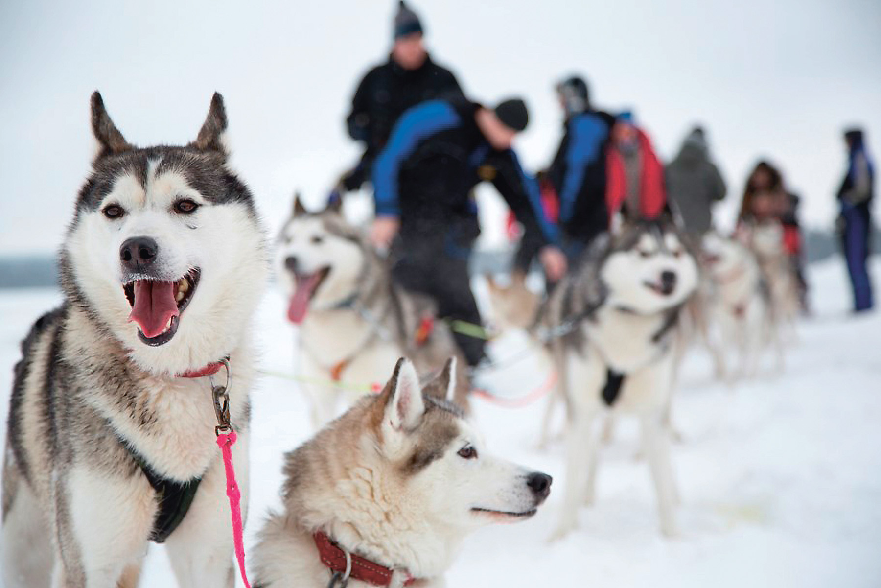 Dog Sledding By Fredrik Broman