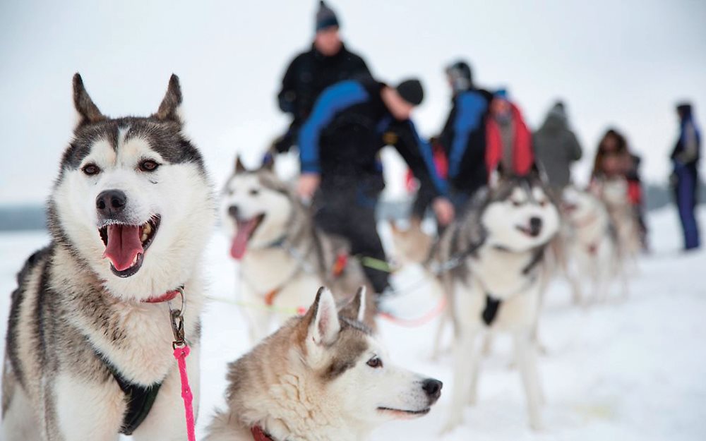 Dog Sledding By Fredrik Broman