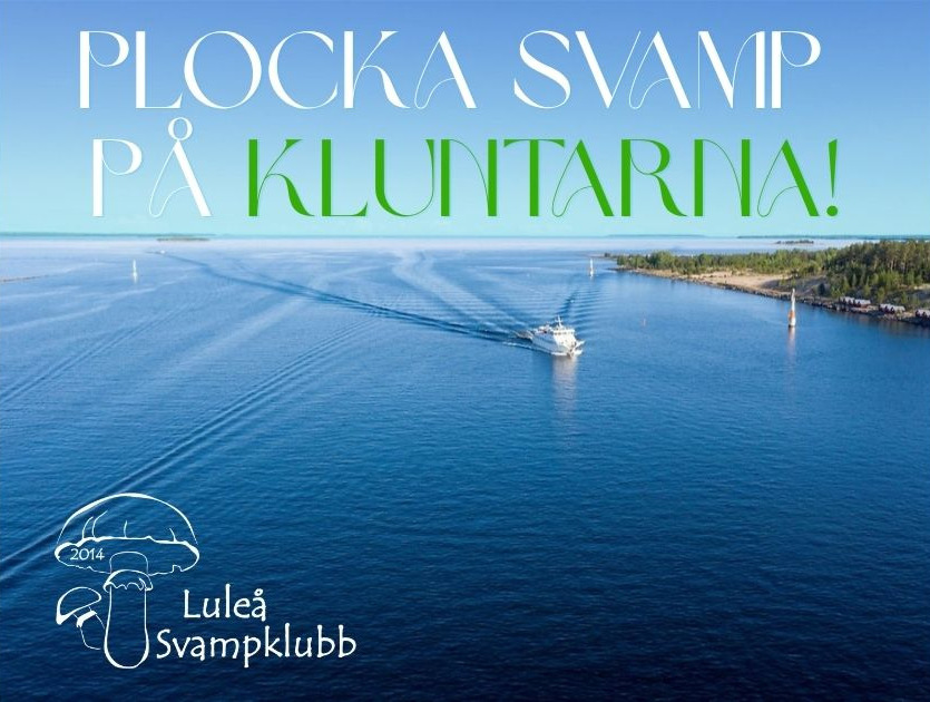 Plocka svamp i skärgården med Luleå svampklubb. Fotograf: Alf-Arne Harjo