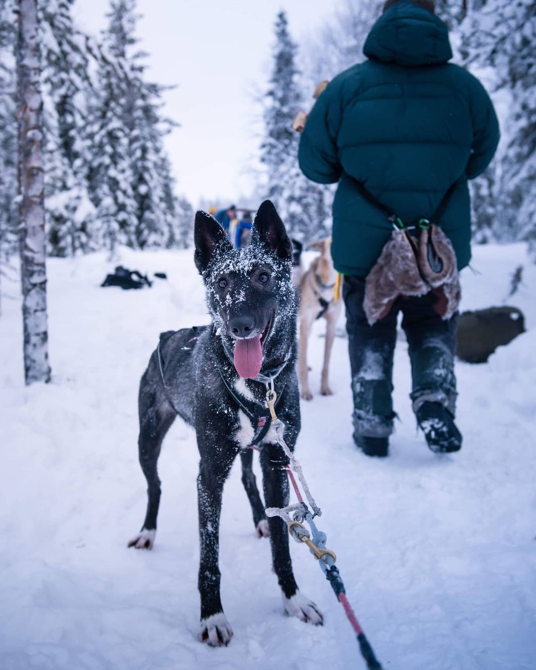 Happy dog at Northern Soul Journeys