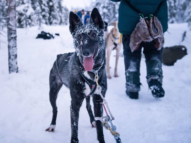 Happy dog at Northern Soul Journeys