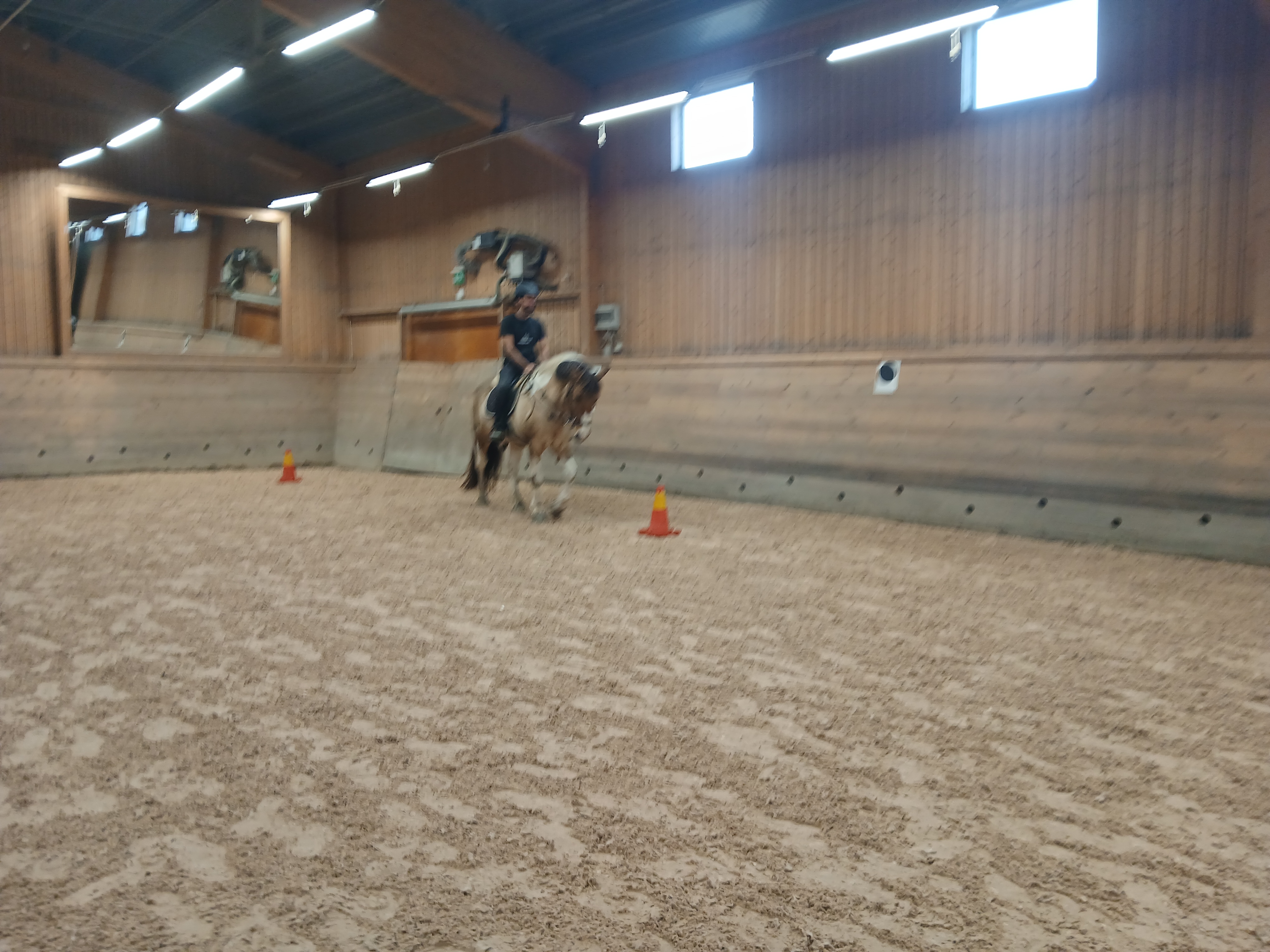 Hästen Thor med ryttare