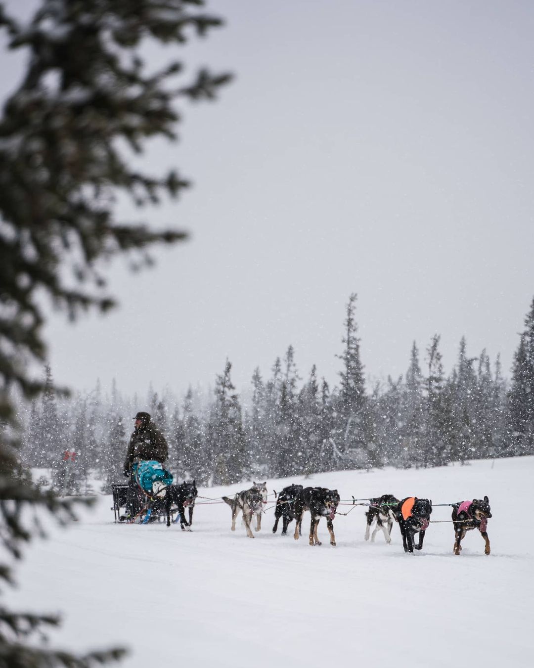 Winter and dogsledding with Northern Soul Journeys