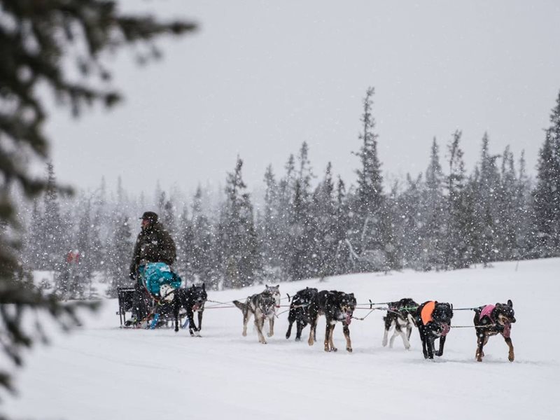 Winter and dogsledding with Northern Soul Journeys
