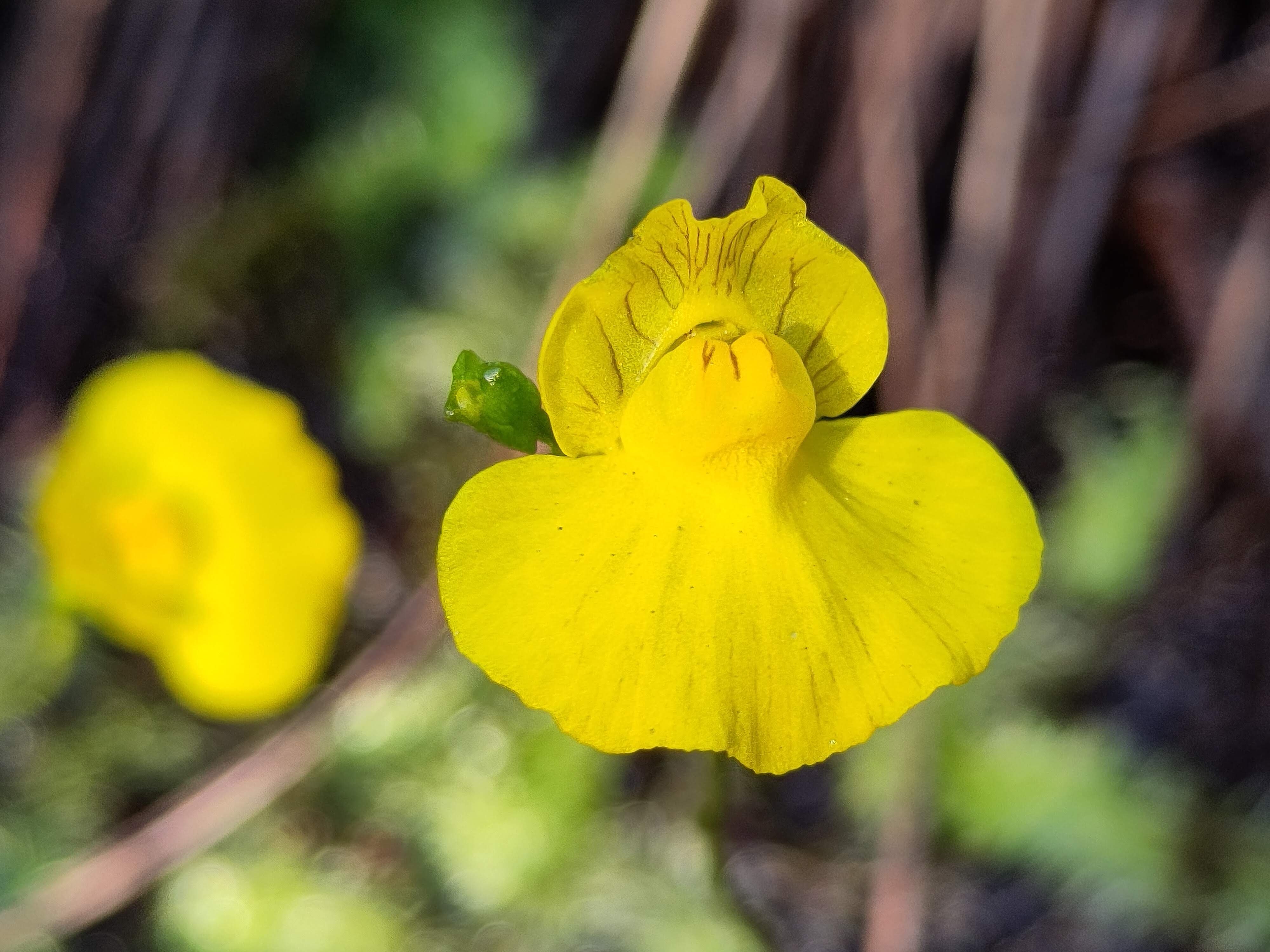 Floravandring Hertsölandet