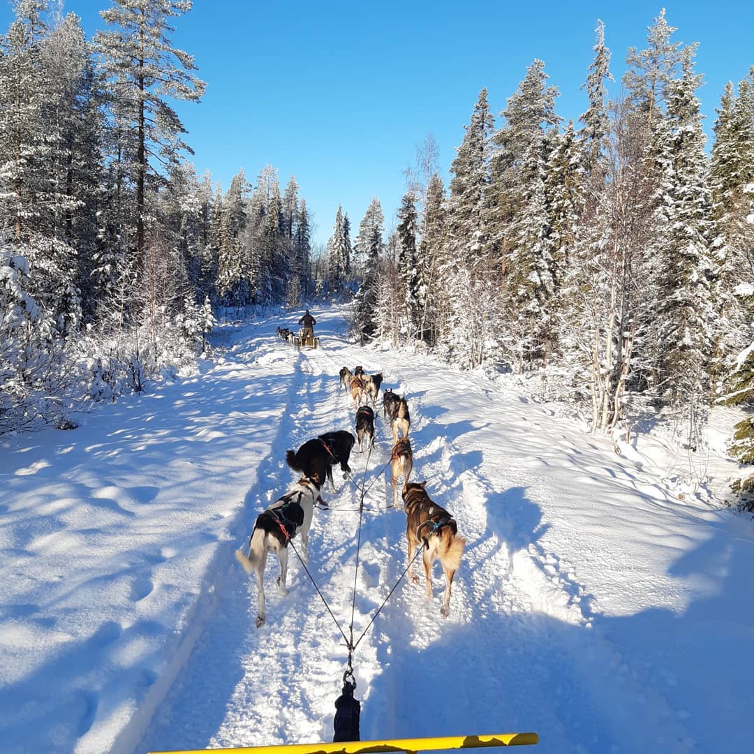 Sled dog tour with Yellow Snow Husky Tours