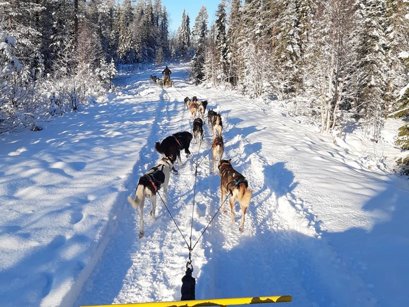 Sled dog tour with Yellow Snow Husky Tours