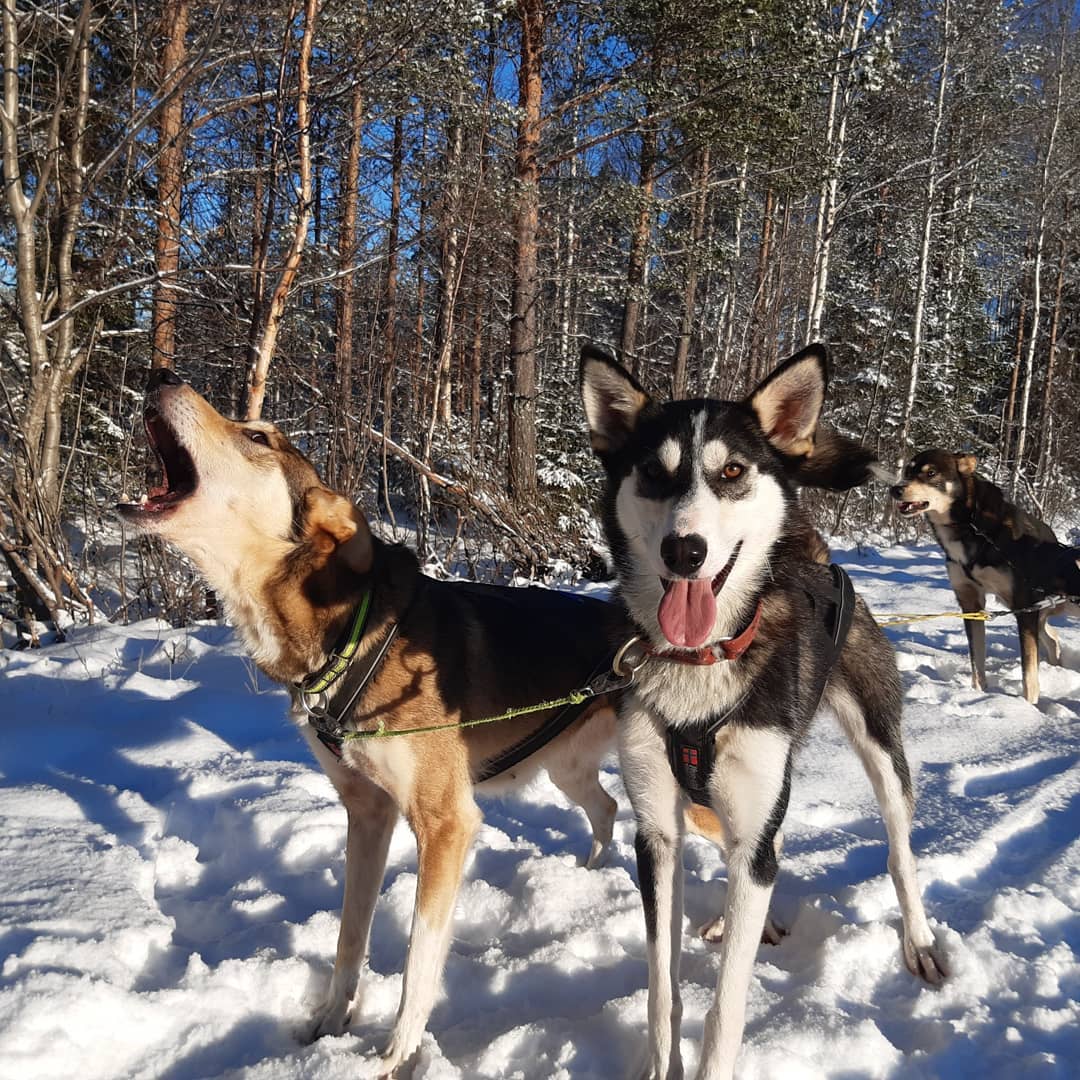 Happy dogs during a tour with Yellow Snow Husky Tours