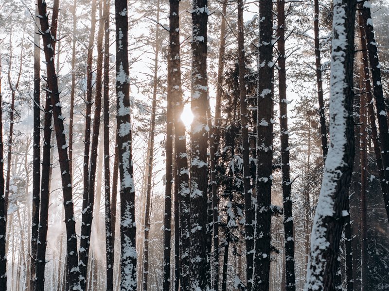 Pexels Mikhail Nilov 6526175