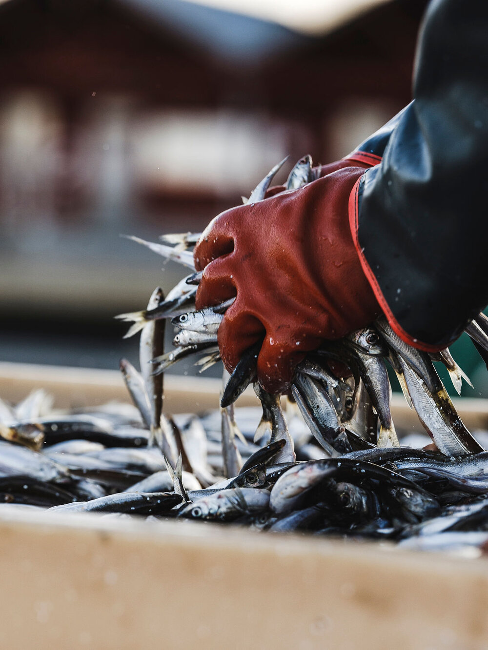 Daily catch with Junköfiskarna