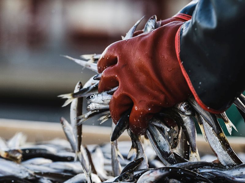 Daily catch with Junköfiskarna